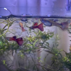 オールドファッションレッドテール 1ペア〜の画像