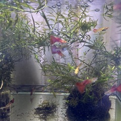 オールドファッションレッドテール 1ペア〜の画像