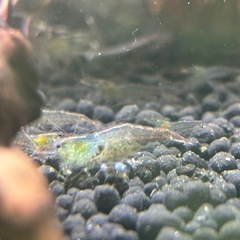 ミナミヌマエビ 抱卵個体2匹の画像