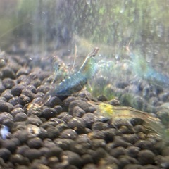 ミナミヌマエビ 抱卵個体2匹の画像