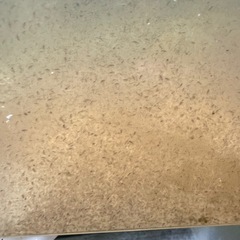 タマミジンコ　　日曜日限定の画像