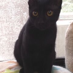 黒猫子猫　オス