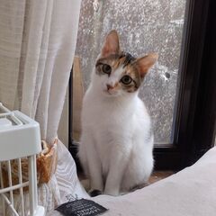 三毛こねこ　メス