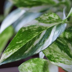 良品　レンズ付き！ソニー SONY α700 DSLR-A700の画像