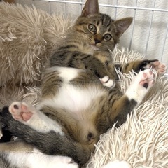 元気いっぱいキジ白女子🐱🎀