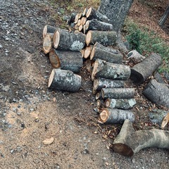 薪ストーブ用丸太の画像