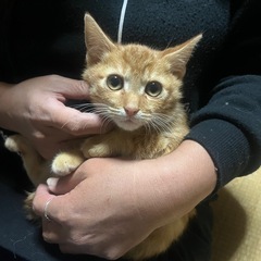 子猫の里親募集