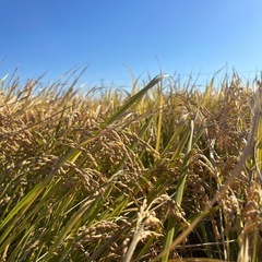 【在庫有り】ハツシモ　玄米　令和7年　新米　30kgの画像