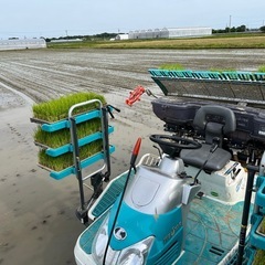 【在庫有り】ハツシモ　玄米　令和7年　新米　30kgの画像