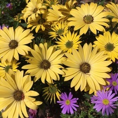 【京都】フリーカメラマン仲間募集｜月1交流カフェ会