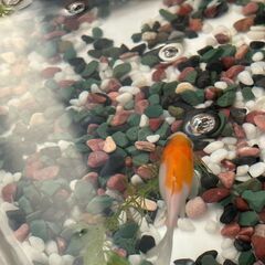 【金魚】玉サバの画像