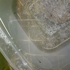 オロチ　めだか　針子〜稚魚の画像