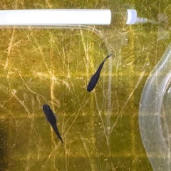 オロチ　めだか　針子〜稚魚の画像