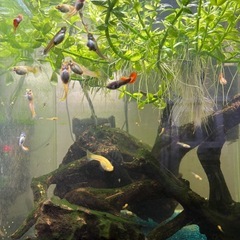 グッピー レッドグラス　ワンペア➕稚魚4匹　格安でお譲りします❣️の画像