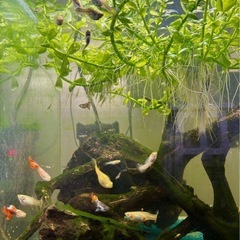 グッピー レッドグラス　ワンペア➕稚魚4匹　格安でお譲りします❣️の画像