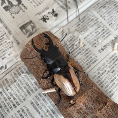 ブルーマイスターツヤクワガペア販売の画像