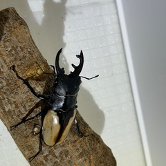 ブルーマイスターツヤクワガペア販売の画像