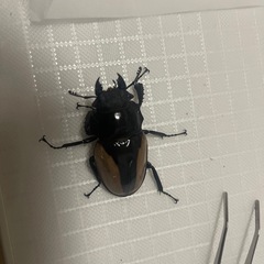 ブルーマイスターツヤクワガペア販売の画像