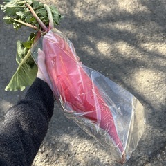   【赤大根約1本】本庄産　野菜　無農薬　販売　まとめ売り　セットの画像