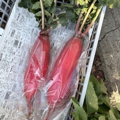   【赤大根約1本】本庄産　野菜　無農薬　販売　まとめ売り　セットの画像