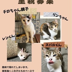 ずっとのお家が見つからない　りんちゃん