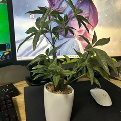  取りに来てくれる方のみ！人工観葉植物 フェイク オリーブの画像