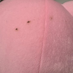 めちゃでか プリンぬいぐるみの画像