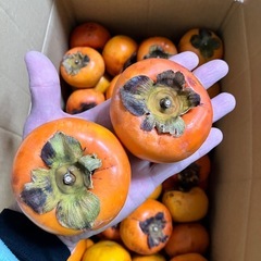 柿1個　和歌山産　熟す前の画像