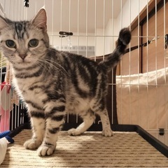 ✨🎄😻🏠✨2025年12月7日(日) 13時から立川すみれ…