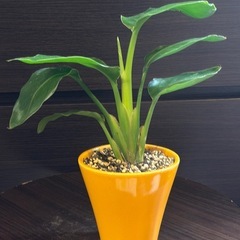 【大人気観葉】ストレリチア・オーガスタ の画像