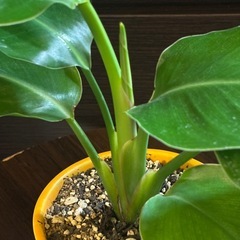 【大人気観葉】ストレリチア・オーガスタ の画像