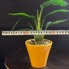 【大人気観葉】ストレリチア・オーガスタ の画像