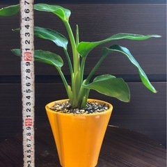 【大人気観葉】ストレリチア・オーガスタ の画像