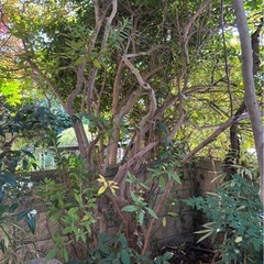 自宅庭のツツジの木の画像