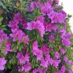 自宅庭のツツジの木の画像