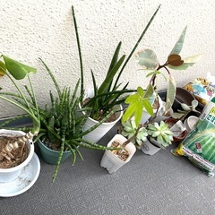 観葉植物、植木鉢、土などをまとめて。の画像