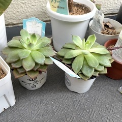 観葉植物、植木鉢、土などをまとめて。の画像