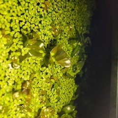 水草　剪定で出た物。ロタラ　青浮草　mix　無農薬水槽。アナカリスやミナミヌマエビ類など混ざる可能性あり　アクアリウムテラリウムの画像