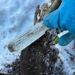 つるバラ　がーとるーどじガートルードジェキルの画像