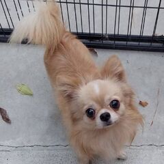 チワワ♂️４歳(マック君)