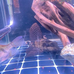 セルフィンプレコの画像