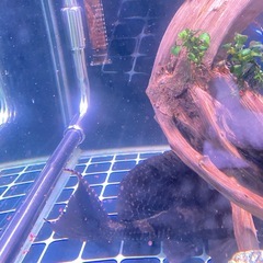 セルフィンプレコの画像