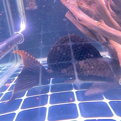 セルフィンプレコの画像