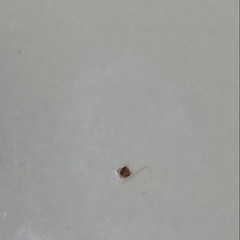 こたつ 白の画像