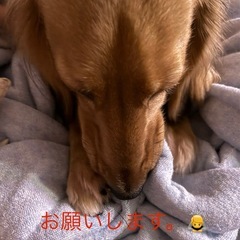 スノースクート引き取ります。の画像