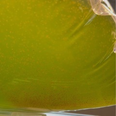 爆盛タマミジンコの画像