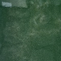 爆盛タマミジンコの画像