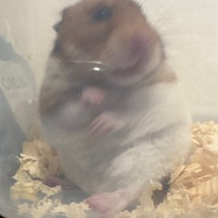 ゴールデンハムスター