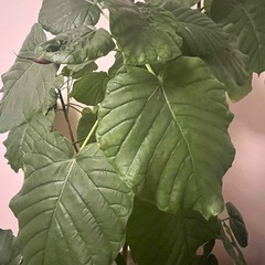 ウンベラータ　観葉植物の画像