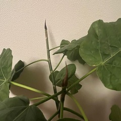 ウンベラータ　観葉植物の画像